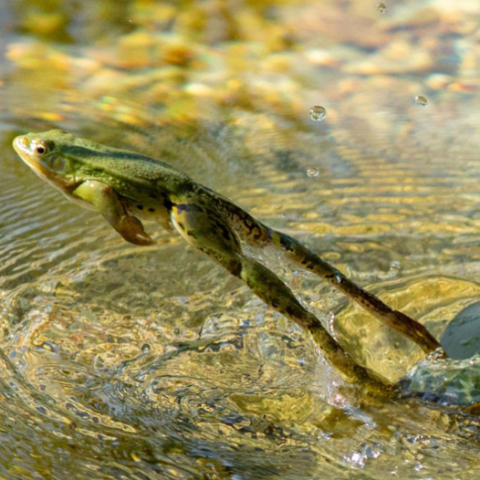 En mai, 13 nouvelles balades gratuites invitent les curieux à découvrir la faune et la flore métropolitaine